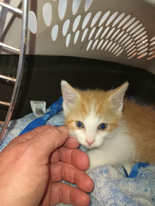 Rock Hill Animal Hospital 12