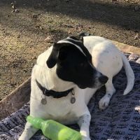 Newport Veterinary Hospital ico