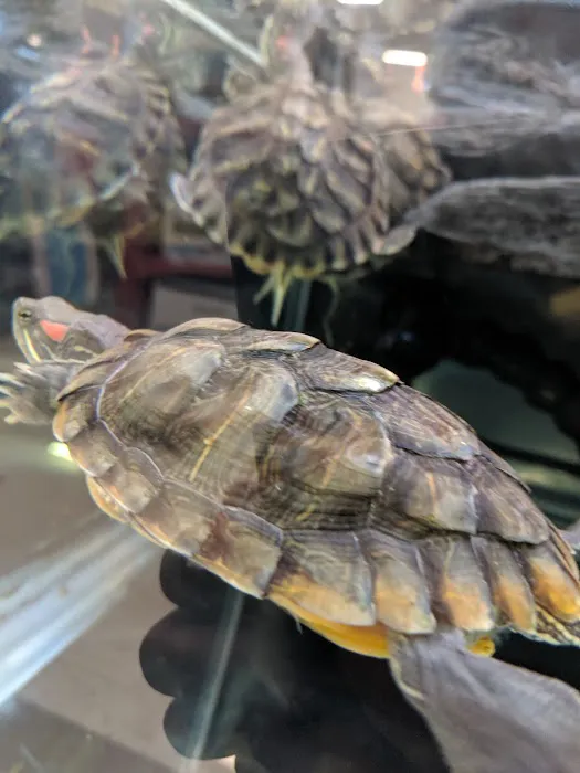 Petco 12