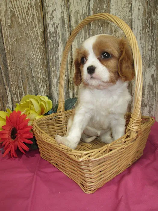 Jackson Pet Hospital 12