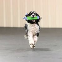 Jackson Pet Hospital ico