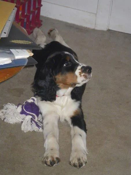 Jackson Pet Hospital 12