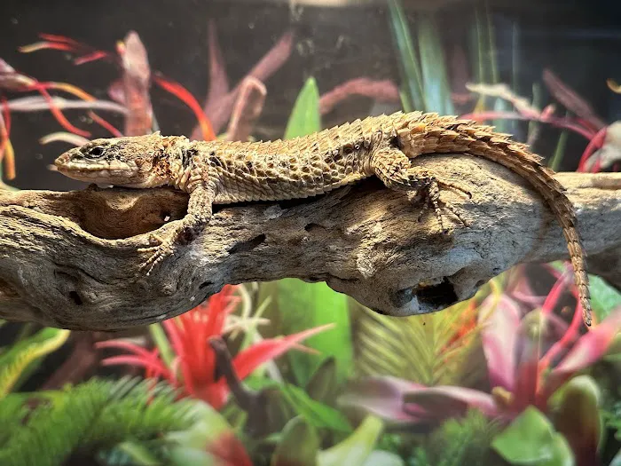 Cross City Exotics 12
