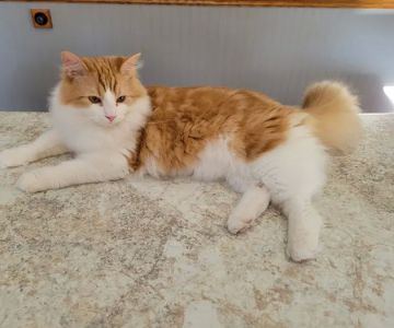 Tillie Lake Veterinary Clinic