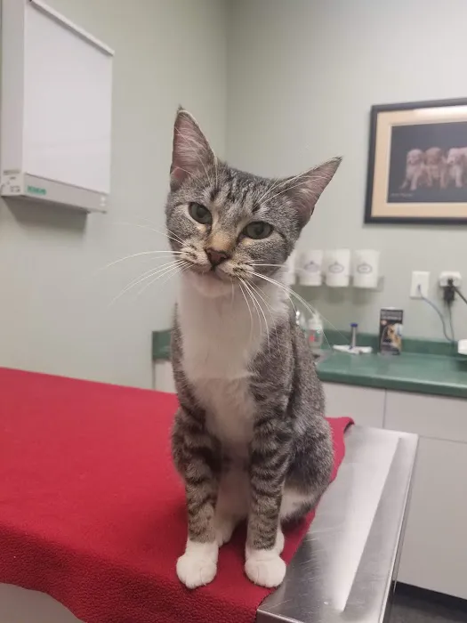 Tillie Lake Veterinary Clinic 12