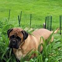Pleasant Valley Vet Hospital SC: Bougie Laura DVM ico