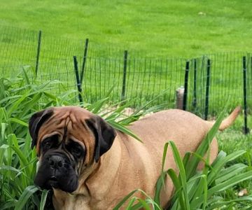 Pleasant Valley Vet Hospital SC: Bougie Laura DVM