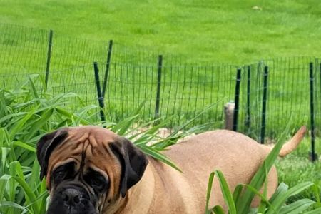 Pleasant Valley Vet Hospital SC: Bougie Laura DVM