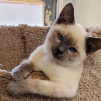 GlasSlipper Cattery ico