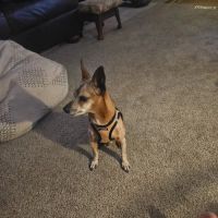 Pleasant Valley Vet Hospital SC ico