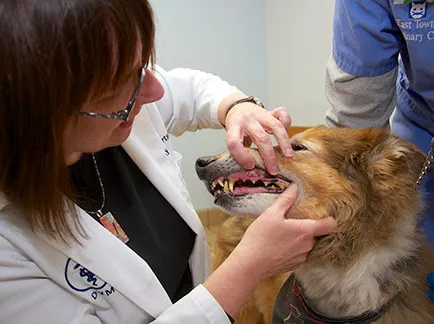 East Towne Veterinary Clinic 12