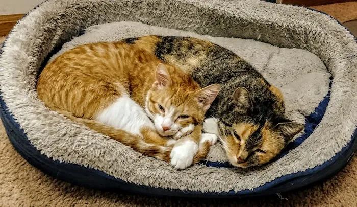 East Towne Veterinary Clinic 12