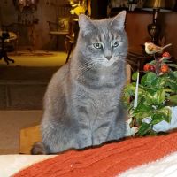 Cedarburg Veterinary Clinic ico