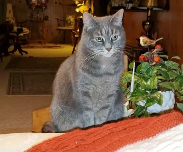 Cedarburg Veterinary Clinic