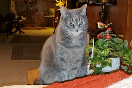Cedarburg Veterinary Clinic