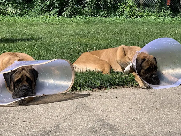 Cedarburg Veterinary Clinic 12