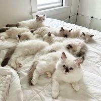 Bennett Road Animal Clinic, Inc. ico