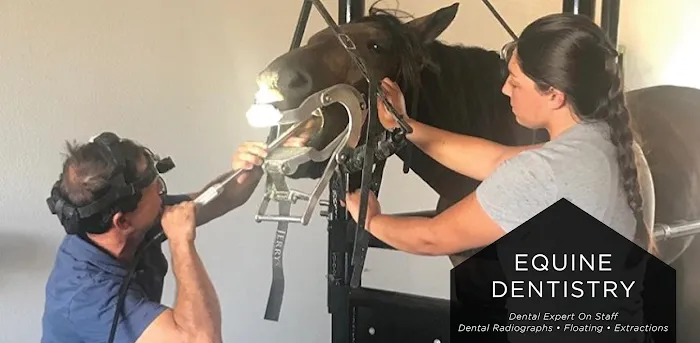 Equine Athlete Veterinary Services 6