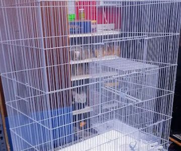 L L ,S PET SHOP