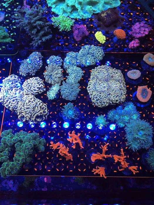 Seaworthy Aquatics 1