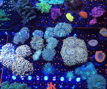 Seaworthy Aquatics