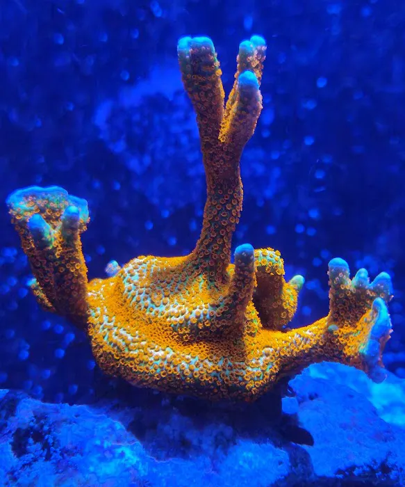 Seaworthy Aquatics 5