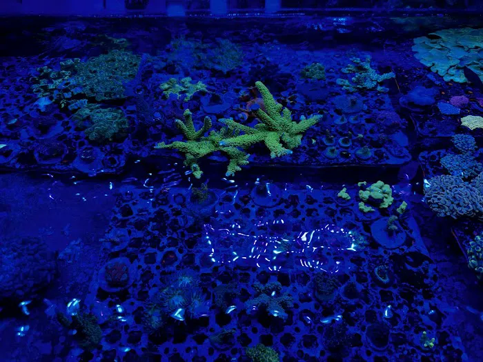 Seaworthy Aquatics 9