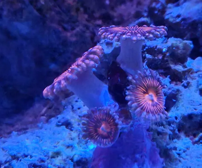 Seaworthy Aquatics 7