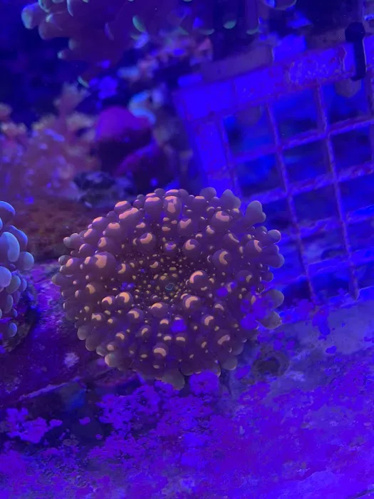 Seaworthy Aquatics 4