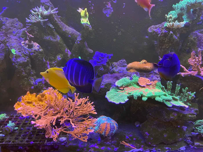 Seaworthy Aquatics 10