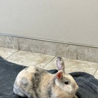 Cedar Creek Veterinary Clinic ico