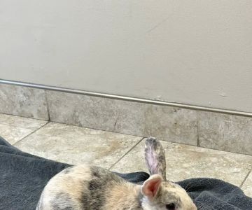 Cedar Creek Veterinary Clinic