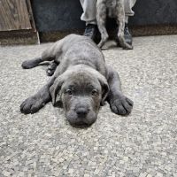 Beloit Animal Hospital ico