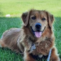 Rockton Veterinary Hospital ico