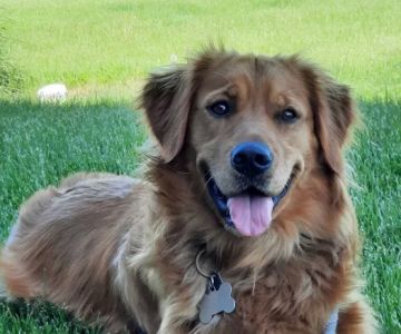 Rockton Veterinary Hospital