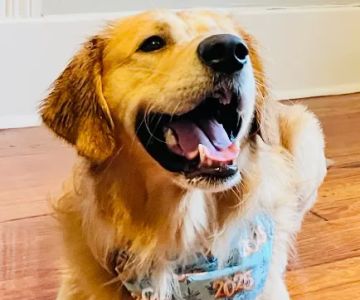 Briggs 'n' Wiggles ®