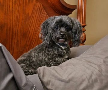 Hononegah Animal Hospital