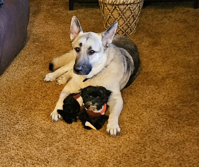Hononegah Animal Hospital 12