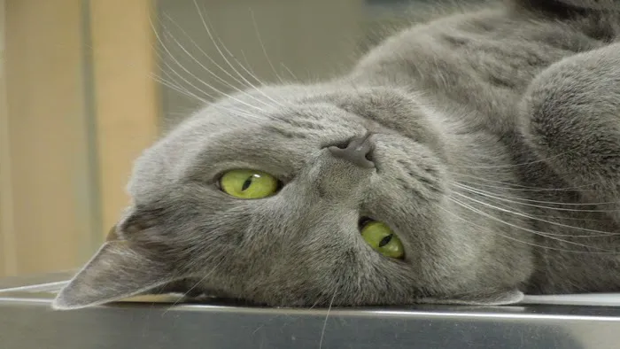 Blackhawk Veterinary Hospital 12