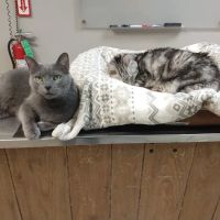 Blackhawk Veterinary Hospital ico