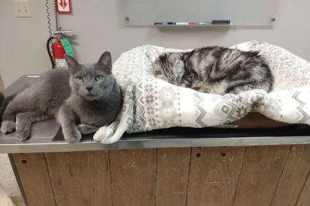 Blackhawk Veterinary Hospital