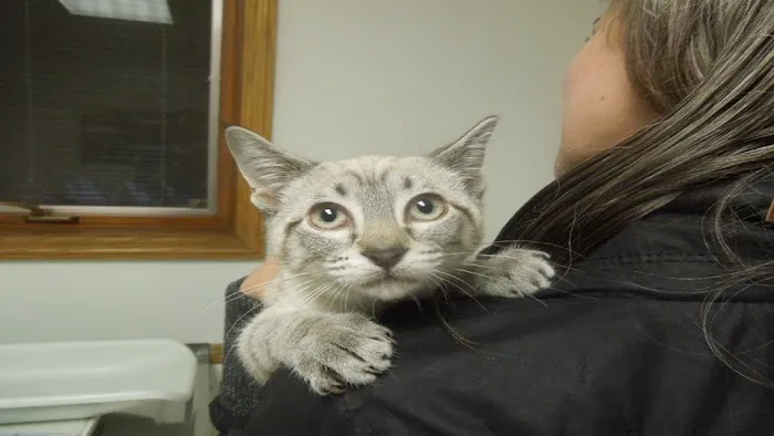 Blackhawk Veterinary Hospital 12