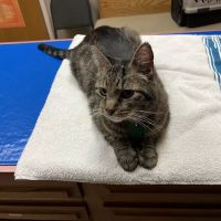 Animal Medical Clinic--North ico