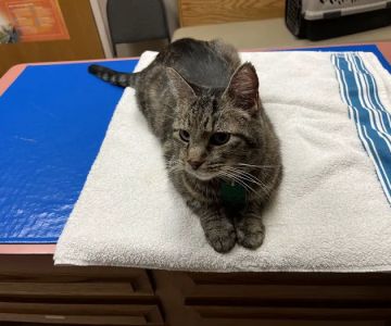 Animal Medical Clinic--North
