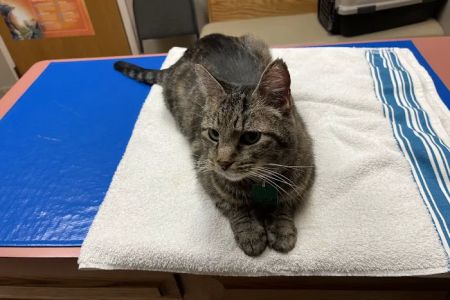 Animal Medical Clinic--North