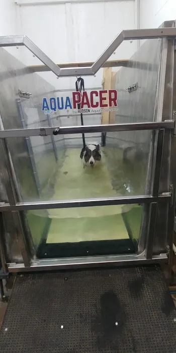 EQUINE & CANINE AQUATIC THERAPY 12