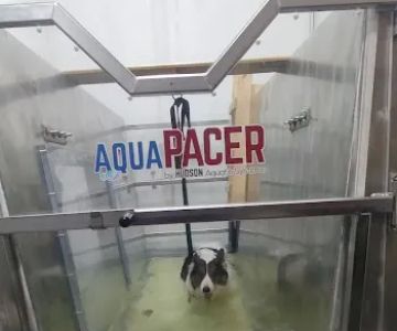 EQUINE & CANINE AQUATIC THERAPY