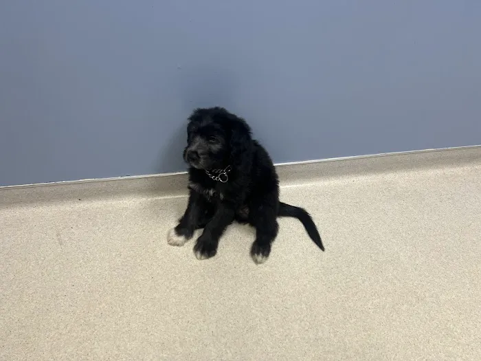 Animal Health Center 12
