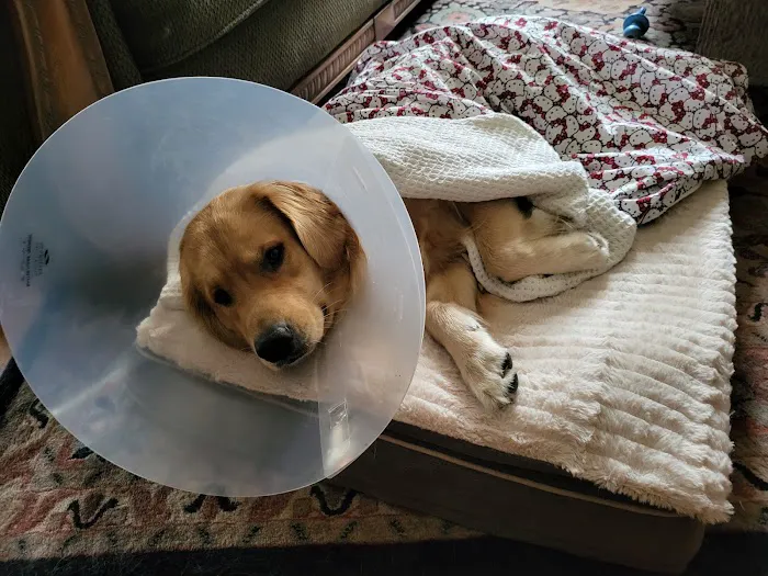 Gentle Healer Pet Clinic LLC 2