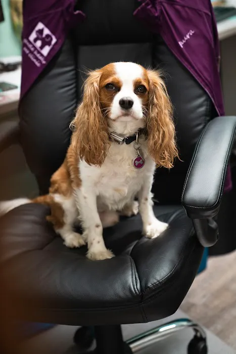 Gentle Healer Pet Clinic LLC 5